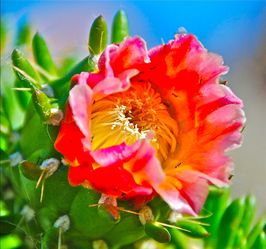 Peruvian Austrocylindropuntia Subulata - "Eve's Needle Cactus"🌵🌺