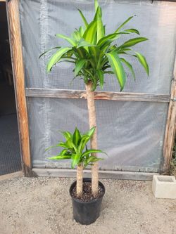 Dracaena Corn Plant 5.5ft Tall 14" Nursery Pot