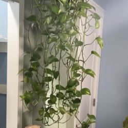 Pothos Plant 