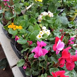 $2 Winter Flowers, Pansies, Cyclamen, Snapdragon, & Primrose Plants 