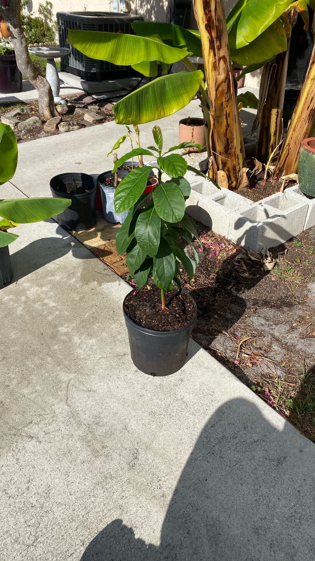 Avocado Tree
