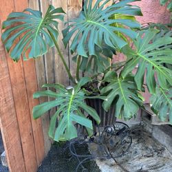 Monstera