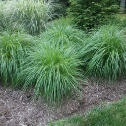 Fountain Grass