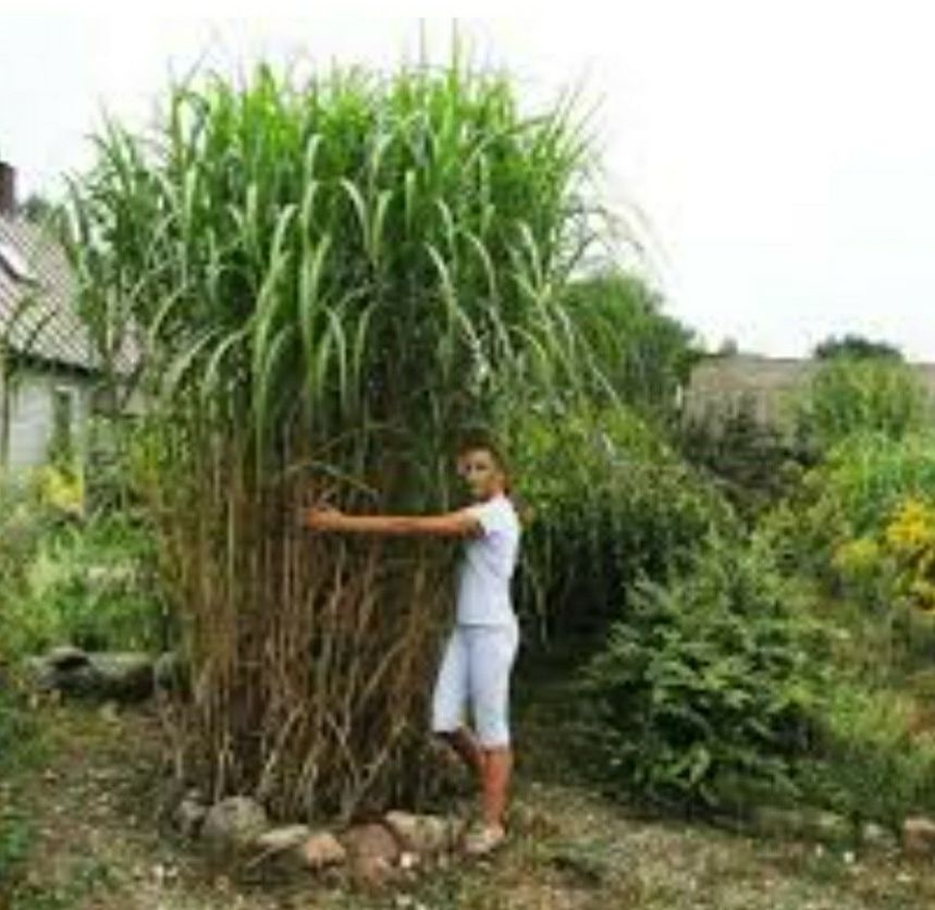12 Foot Tall Garden Grass