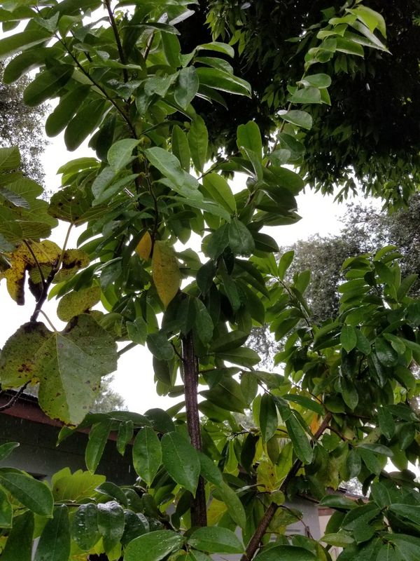 Soursop tree for Sale in Orlando, FL OfferUp