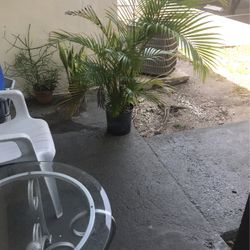 One Plant Palm