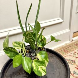 Indoor Plant For Sale