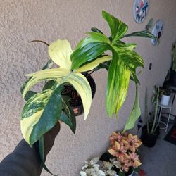 Philodendron FLORIDA BEAUTY Plant $110