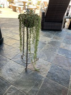 Cute. Healthy Strings Of Pearls & String Of Tears 