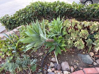 Succulents