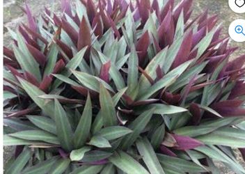 We Need Oyster Plants If You Have Any To Spare