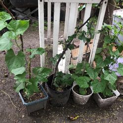 Plantas De Chayote Grandes $10 Cada Una South La 90043 