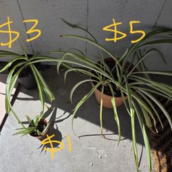Spider plants