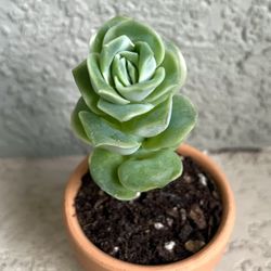 Echeveria  Lovely   Rose  Plant 