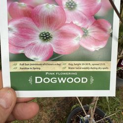 Pink Dogwood Tree