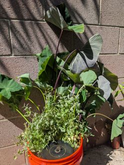 Taro Pond Plants