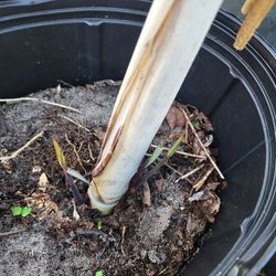 purple thai sugarcane starter