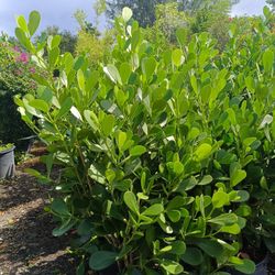 BEAUTIFUL CLUSIA PRIVACY HEDGE PLANTS 7GL OVERGROWN 4.5FT $23🏡🏡