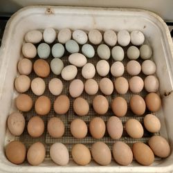 🥚 Eggs For Hatching 🐣🐥🐣🐥🐣 🥚