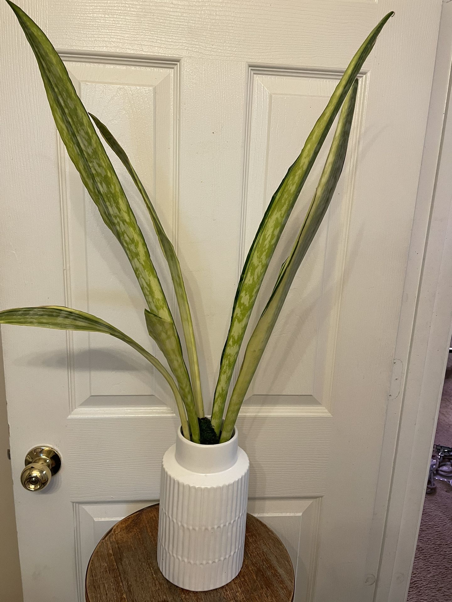 🌼 Rare Snake Plant | Sansevieria “Lauren” | Low Light & Drought Tolerant | Air Purifying | Vase Not Included