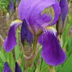 Bearded Iris Perennial  Plants That Bloom Beautiful  Purple Flowers