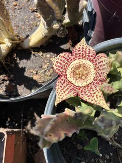 STAPELIA plants and Plumeria cuttings