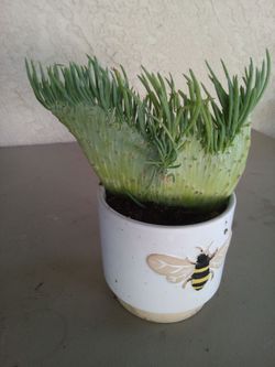 Cola de cirena