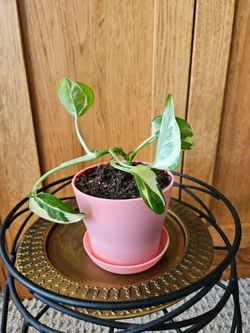 Pearls and Jade Pothos (Peach pot-A)