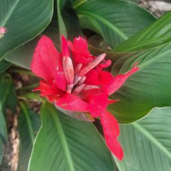 Live Red Canna Lily Flowers Garden Outdoor Plant 6”Pot