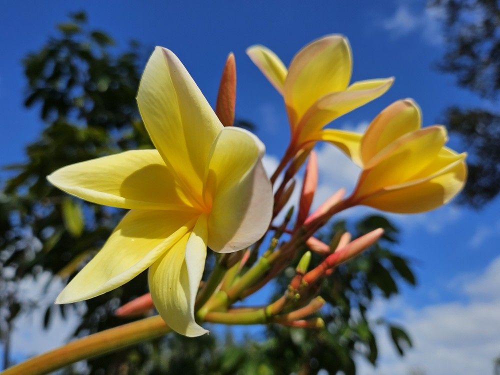 Frangipani Plant Starter Branch