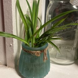 Clean The Air In You Home With House Plants 