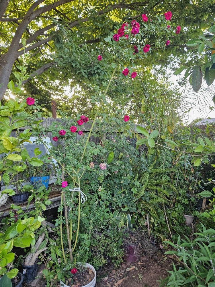 Rosal Alto. Mas De 7ft.