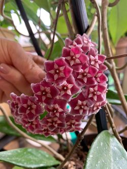 Pubicalex Hoya plant
