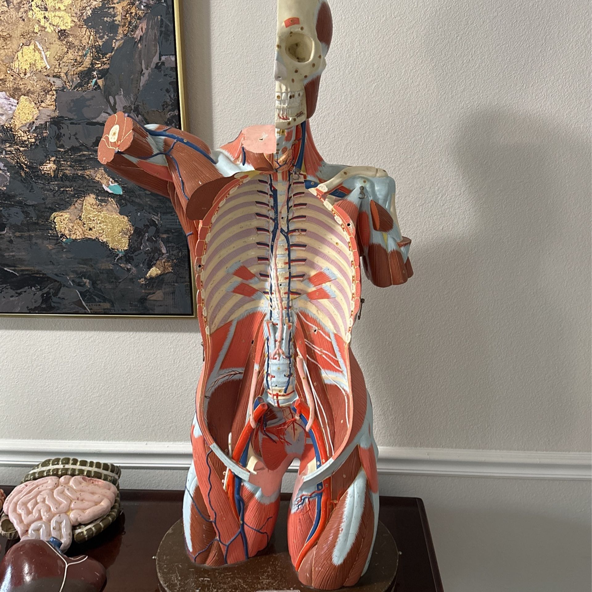 Vintage Anatomy Model