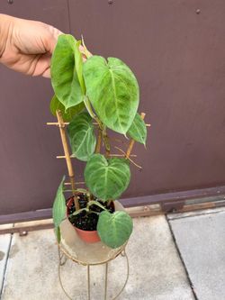 6” syngonium ice frost