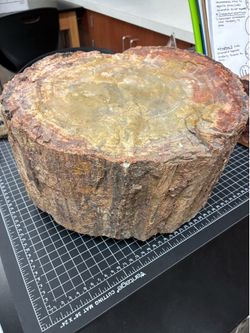 LARGE PETRIFIED WOOD STUMP SECTION – 13” DIAMETER FOSSIL WOOD DISPLAY