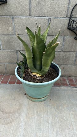Maguey