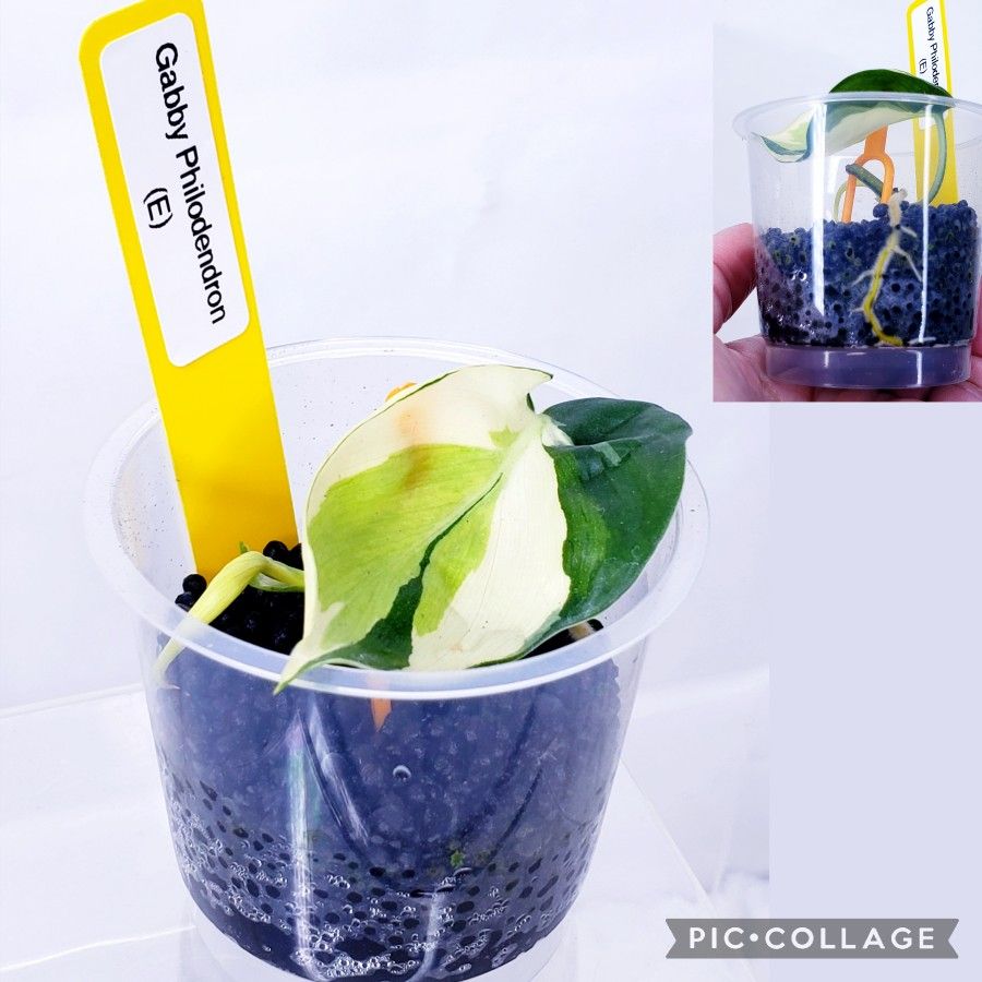 Philodendron Gabby ''Rare'' Rooted In Stratum for Sale in Westminster, CA -  OfferUp