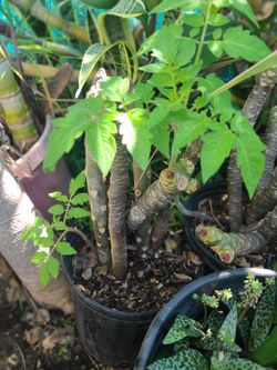 Plumeria Flower Tree