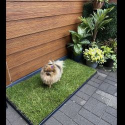 Fresh patch XL Plastic Tray