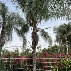 Queen Palm