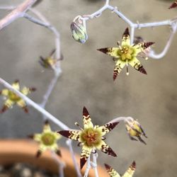Ghost Plant Mother Of Pearl Pot Not Included The First Photo Is Blooms From Mother Plant 