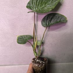 Philodendron Plowmanii (Rare) 
