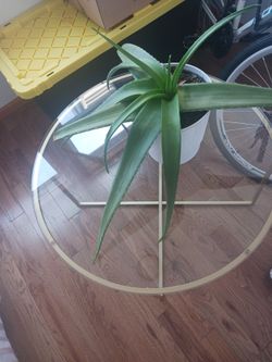 Glass coffee table without or with aloe Vera plant