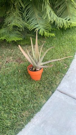 Potted Aloe Vera