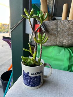 Succulent plant