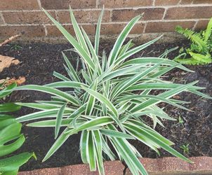 Beautiful Ornamental Plant 🪴
