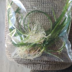 Live  Aquarium Plants