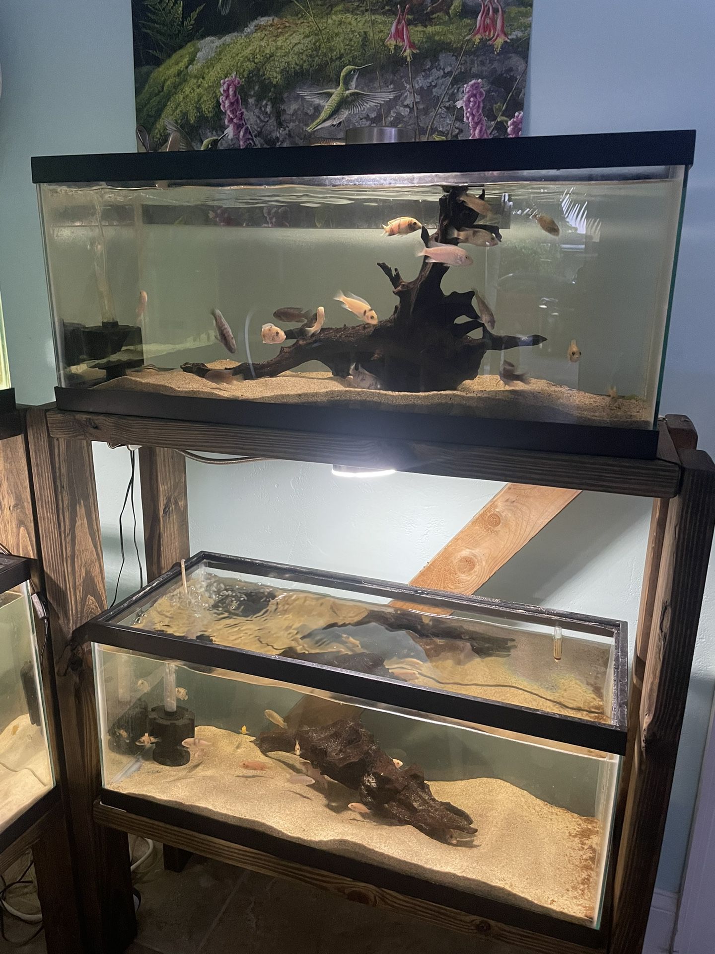 2 Fish Tanks 20g