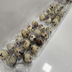 Eggs Quail Fértiles